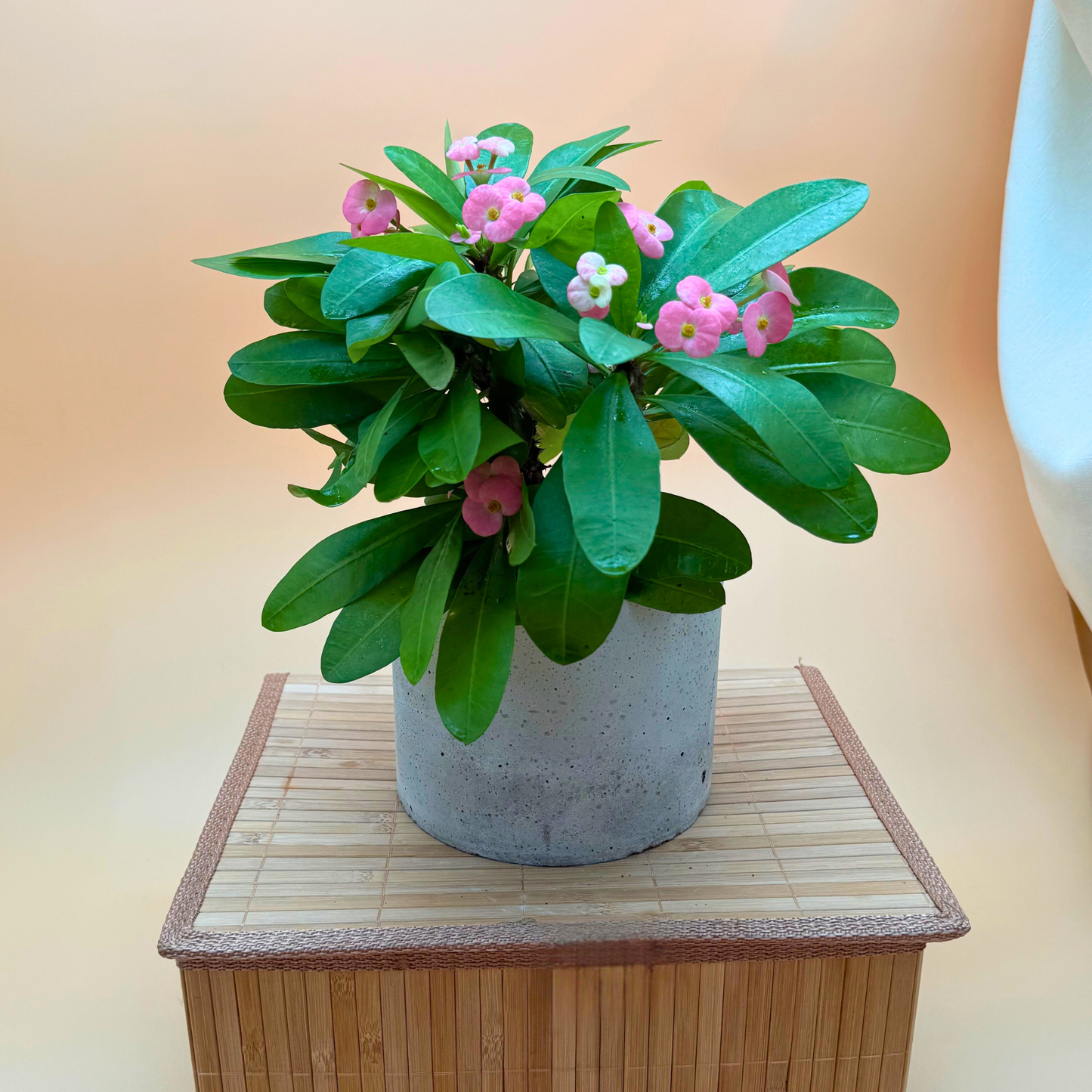 Crown of Thorns Plant – Light Pink Flowers in 6" Slate Gray Charlie Pot