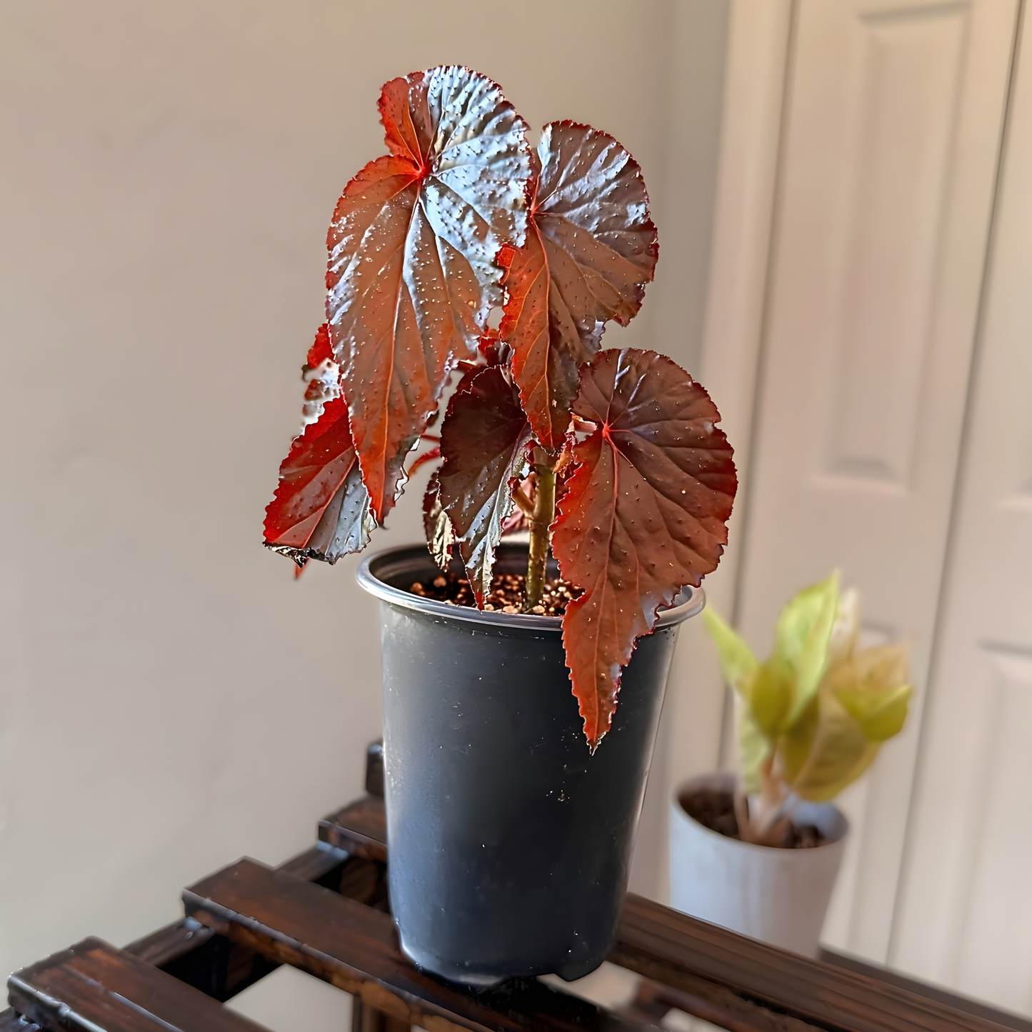 Red Angel Wing Begonia – Bold Foliage Begonia in Premium Pot Options