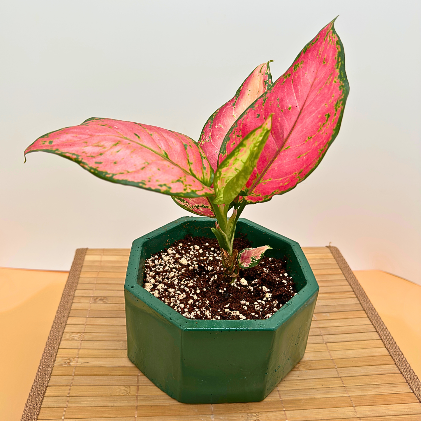 Aglaonema 'Pink Dalmatian' Variegated Houseplant