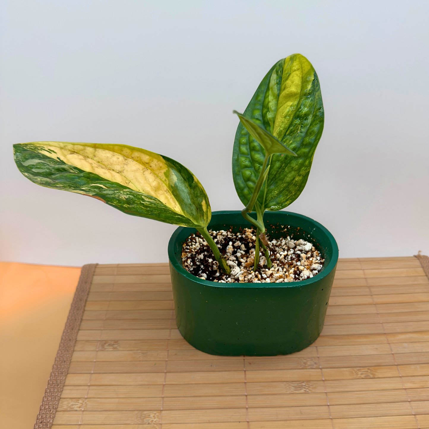 Variegated Monstera Peru – Rare Collector Aroid in 3” Nursery Pot