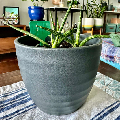 Cylinder Snake Plant / “Grower” size