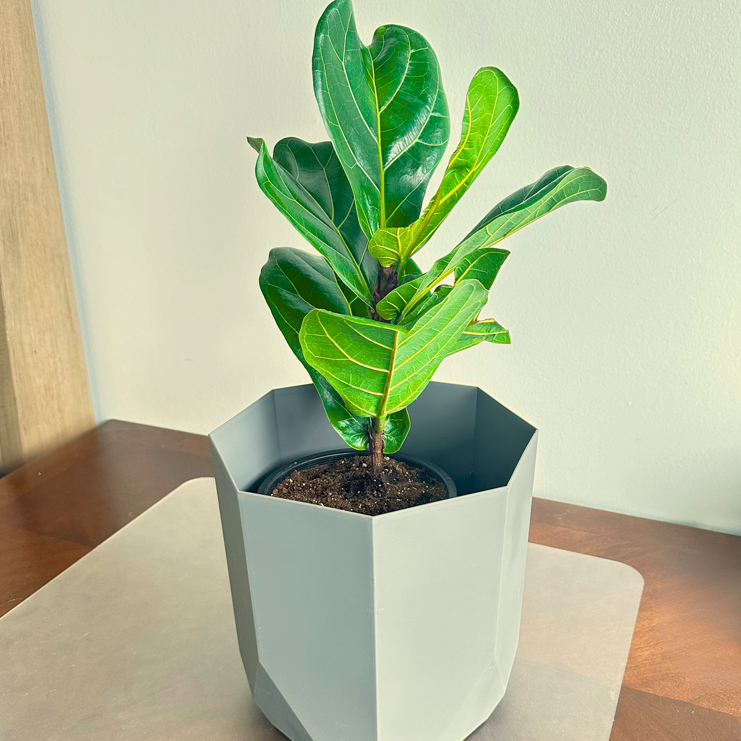 Fiddle Leaf Fig / tamanho “papai”