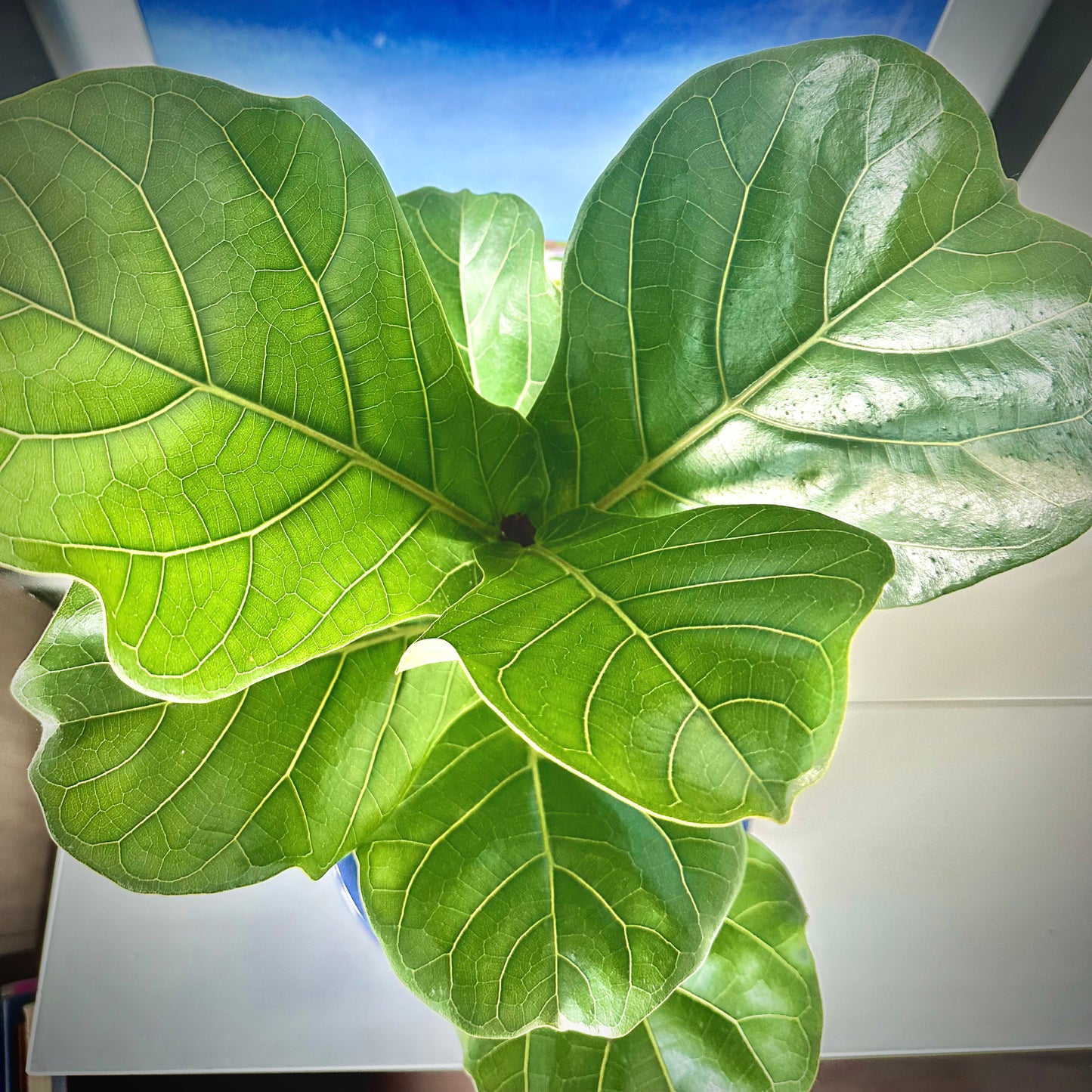 Fiddle Leaf Fig / “Daddy” size