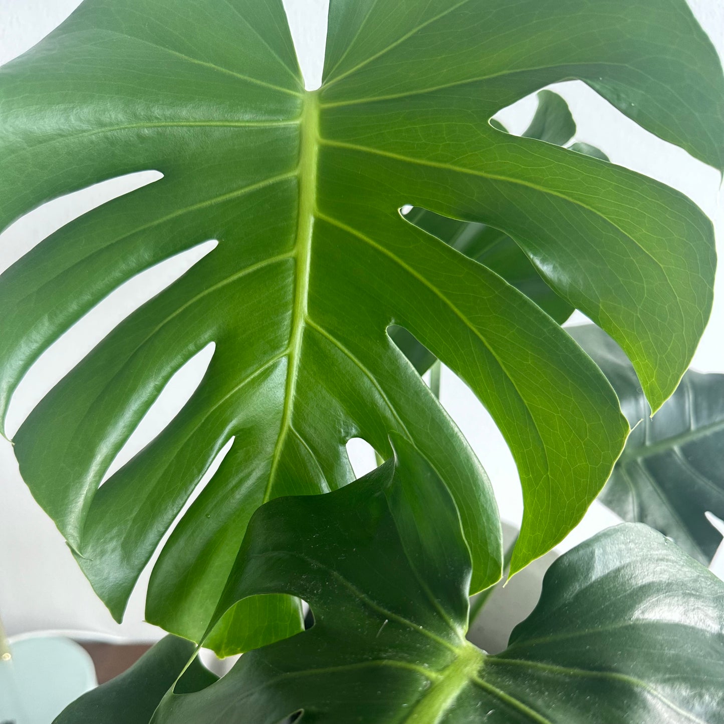 Monstera "Swiss Cheese Plant" / “Daddy” size