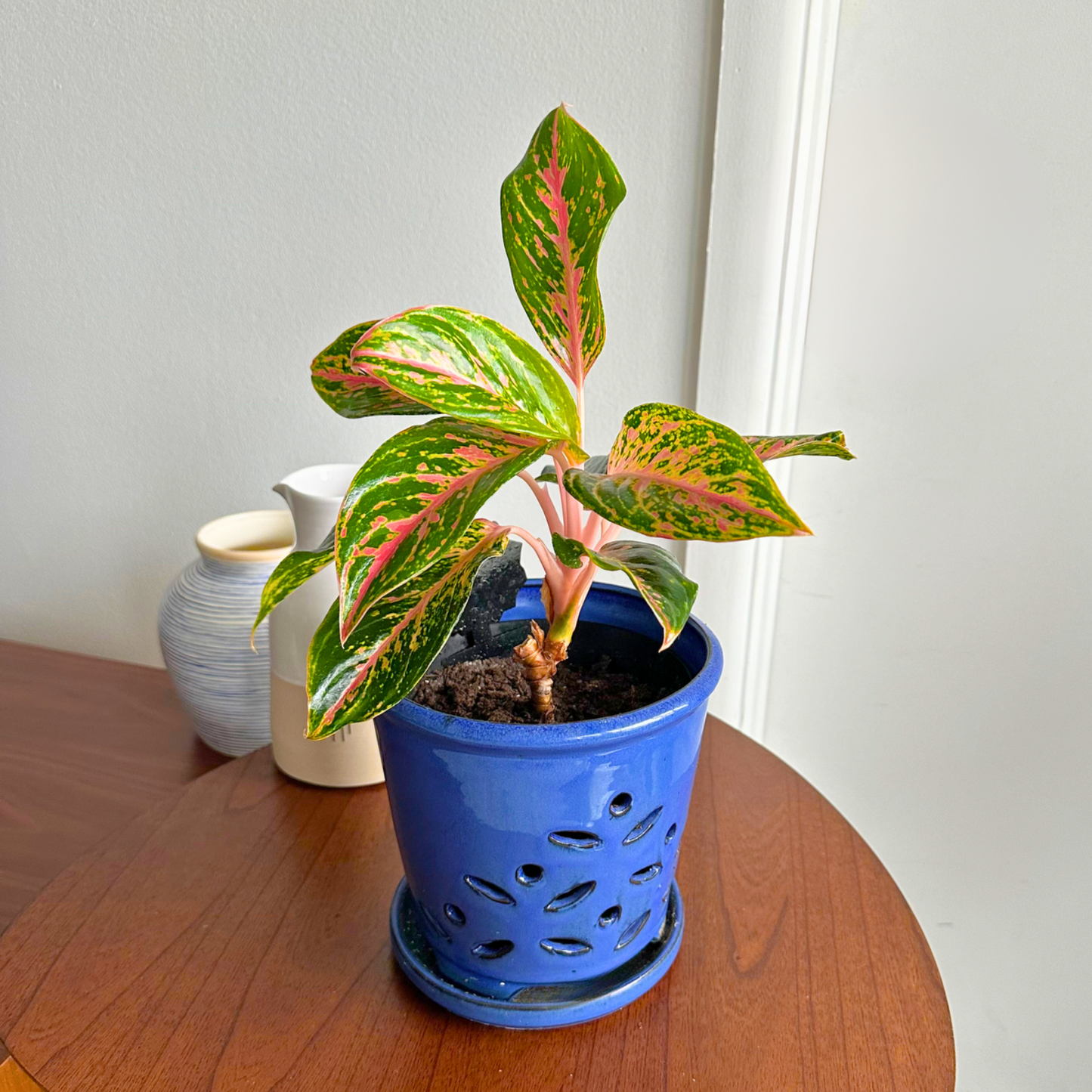 Aglaonema "Sparkling Sarah" / "Grower" size