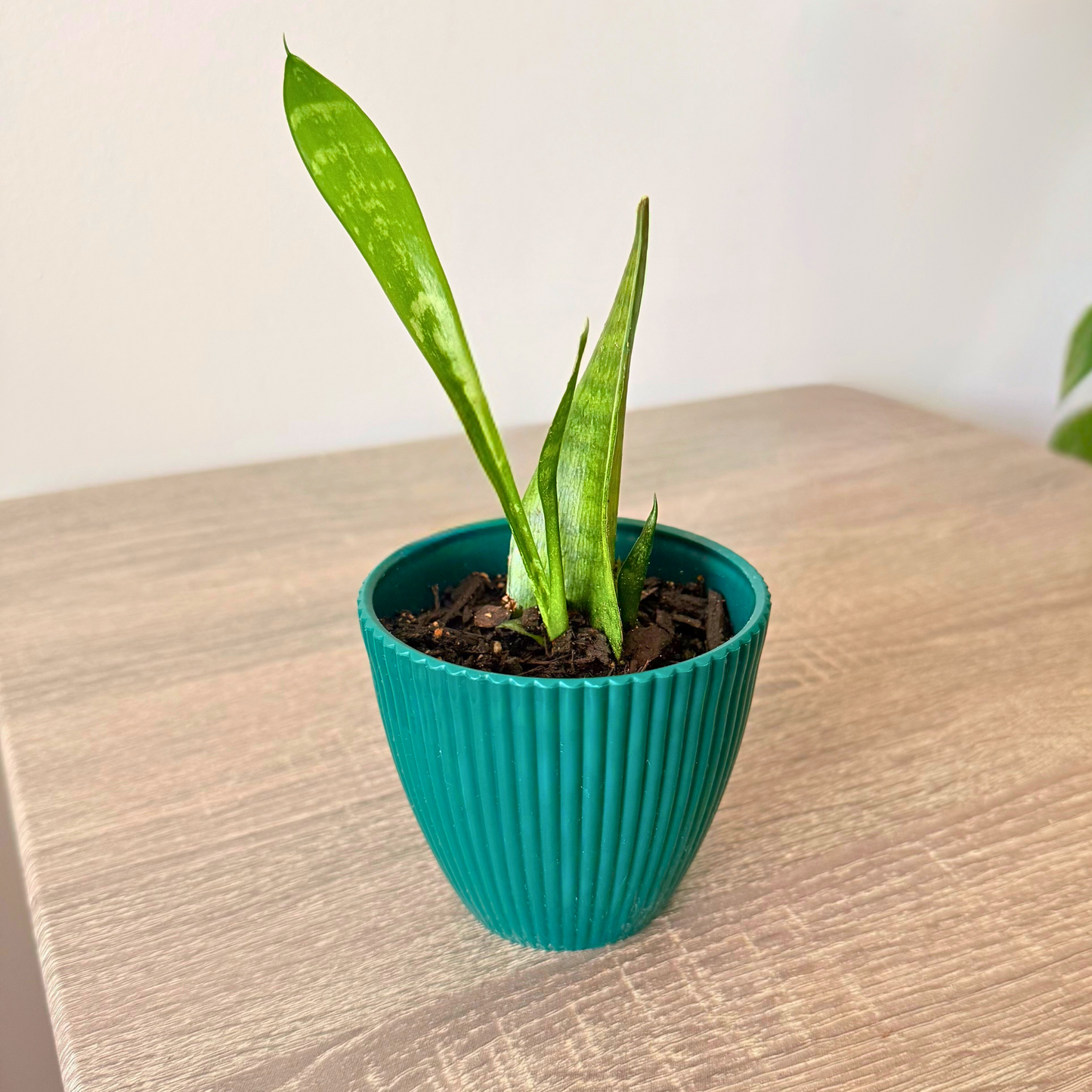 Snake Plant 'Mother in Law's Tongue' (Dracaena trifasciata)