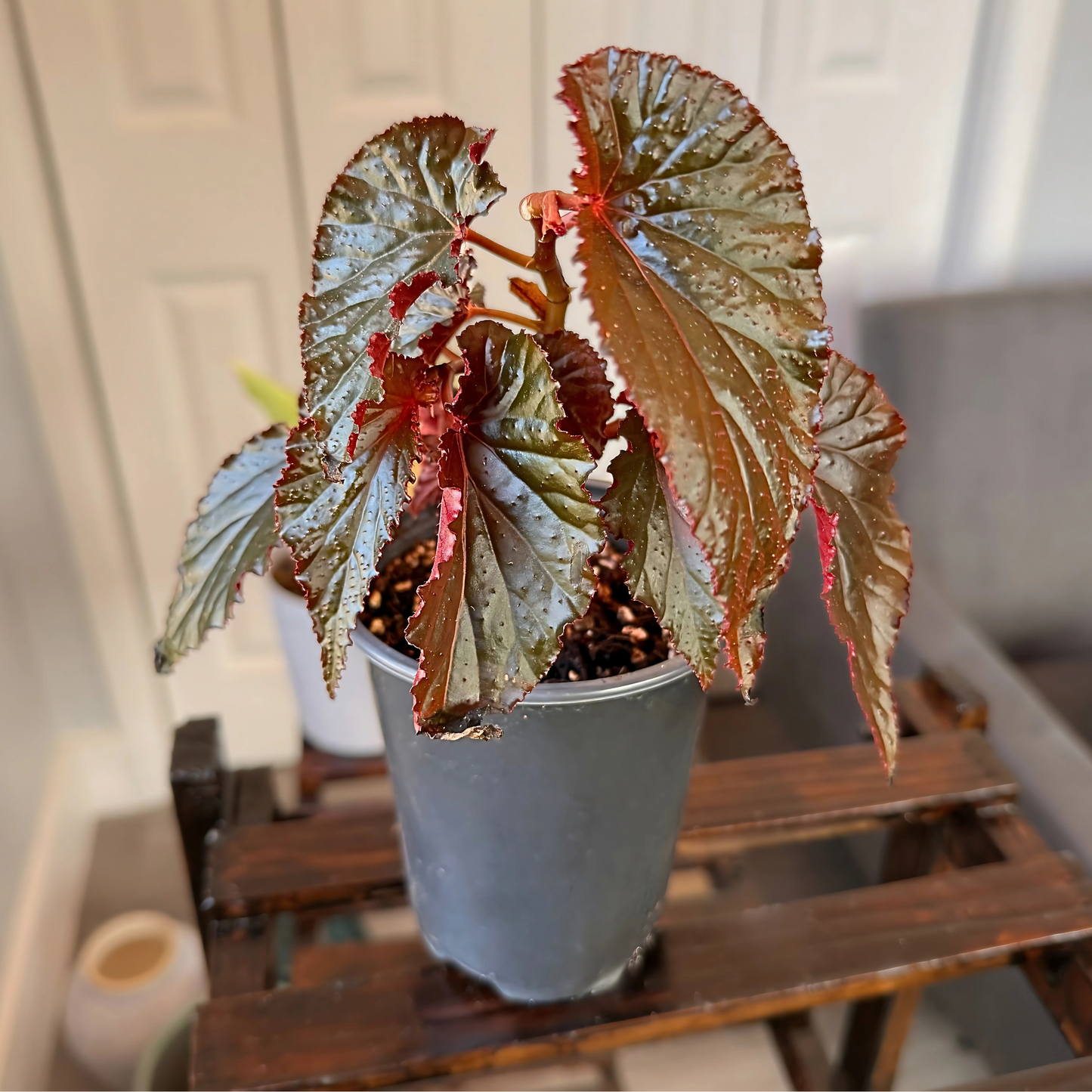 Red Angel Wing Begonia – Bold Foliage Begonia in Premium Pot Options