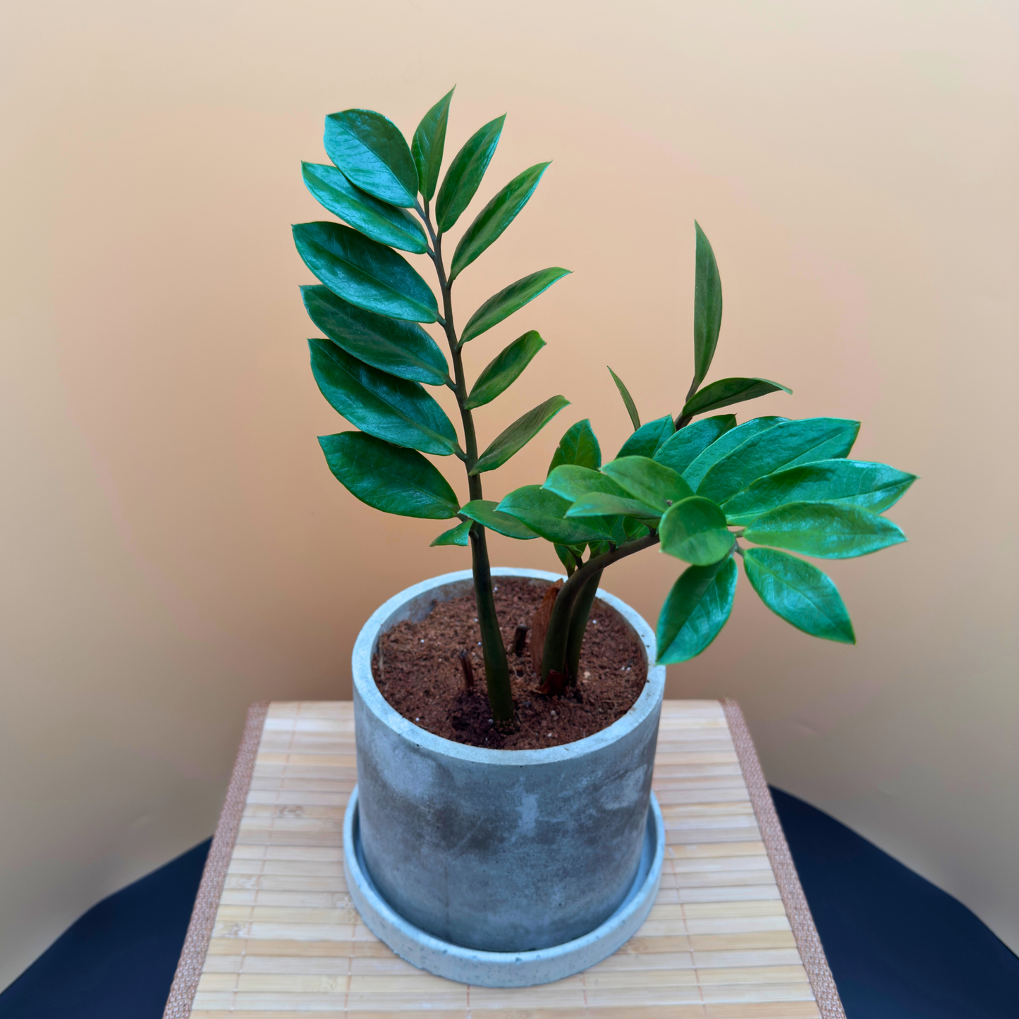 ZZ Plant in 6” Charlie Pot (Slate Gray) – Easy-Care Indoor Plant