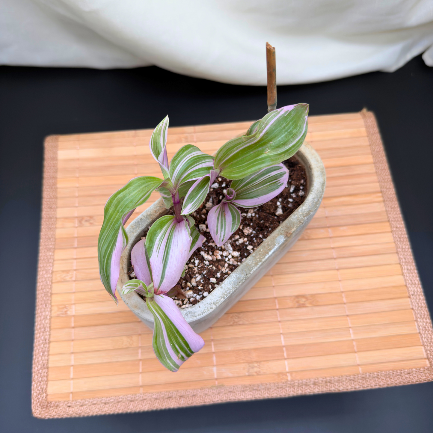 Tradescantia ‘Lavender’ – Fast-Growing, Trailing Indoor Plant with Silver and Green Variegation in 4.5” Charlie Pot Signature, Slate Gray