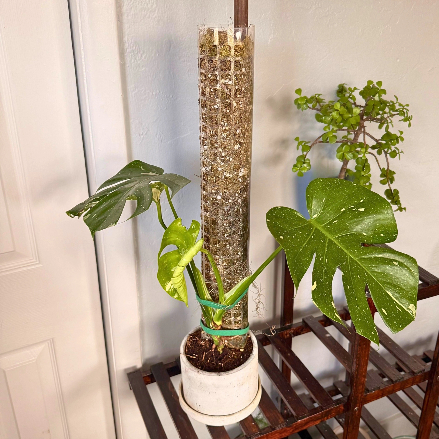 Monstera Thai Constellation – Rare Variegated Statement Plant in Charlie Pot with Grow Pole