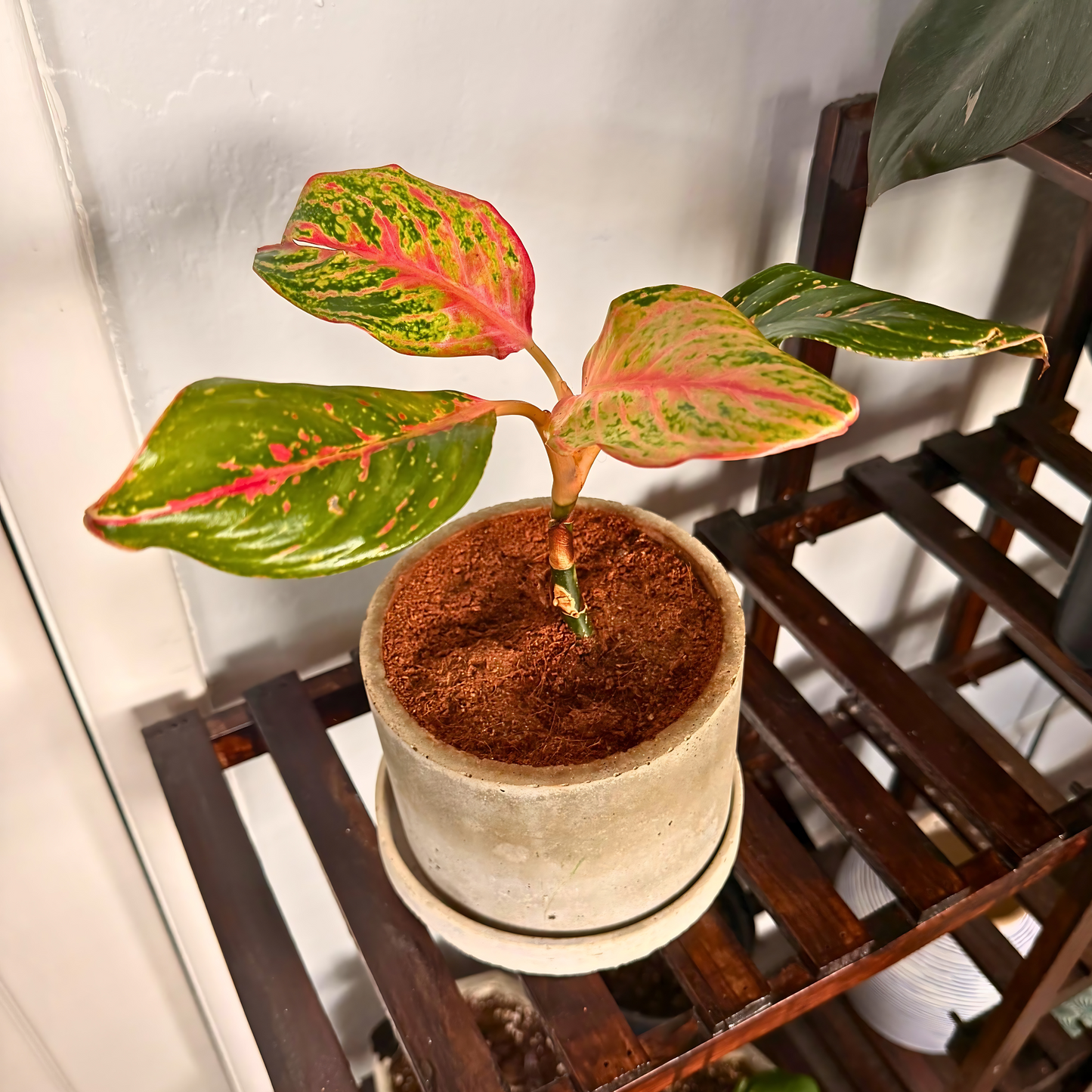 Aglaonema Sparkling Sarah – Colorful Speckled Pink & Green Plant in Charlie Pot Original 6" Soft Gray