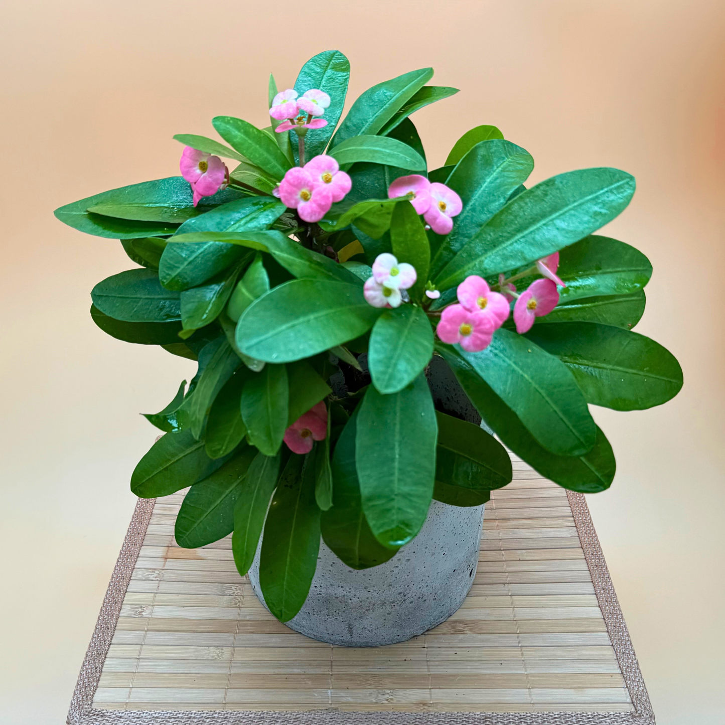Crown of Thorns Plant – Light Pink Flowers in 6" Slate Gray Charlie Pot