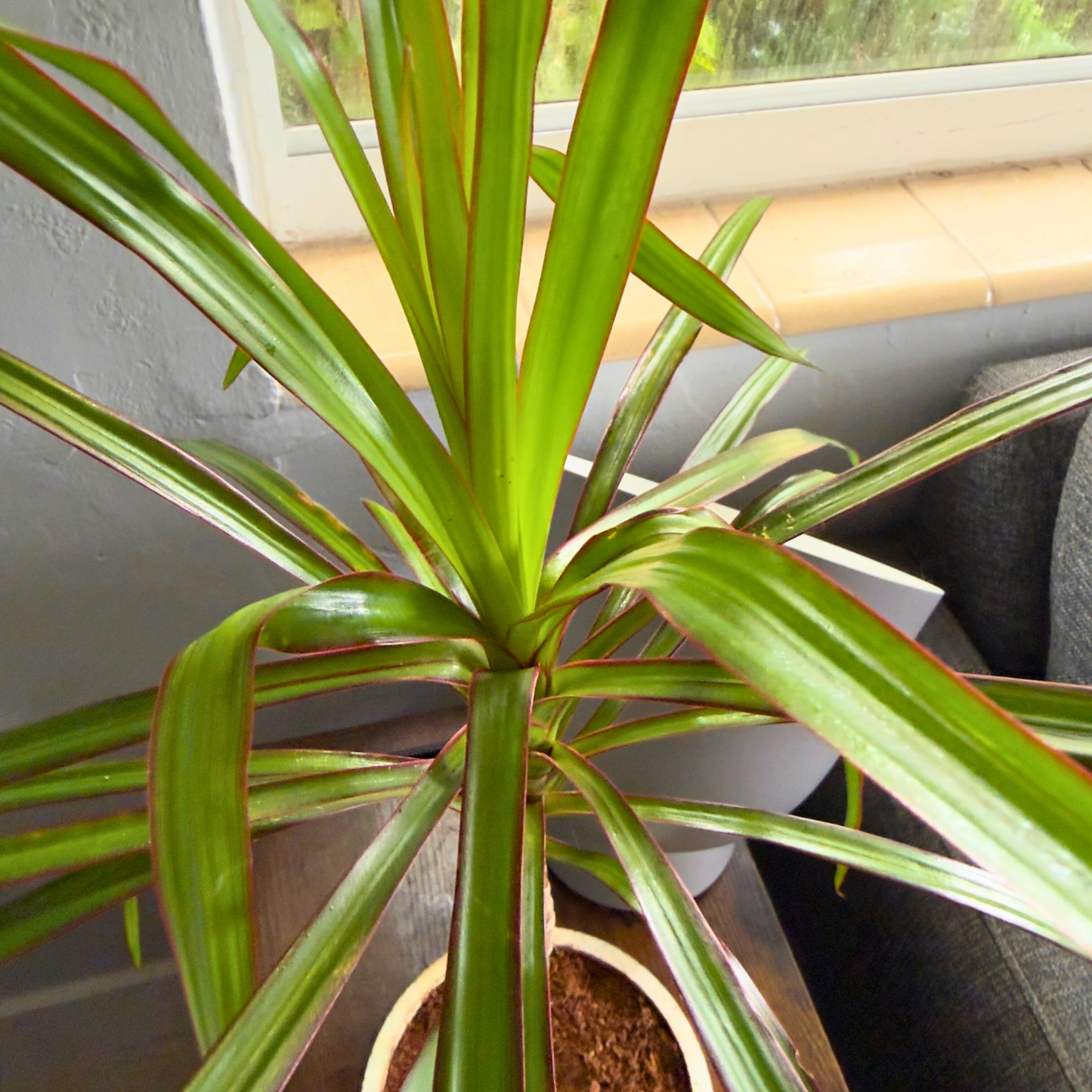 Dragon Tree ‘Magenta’ – Easy-Care Indoor Plant with Rose-Gold Foliage in 6” Charlie Pot Original, Soft Gray