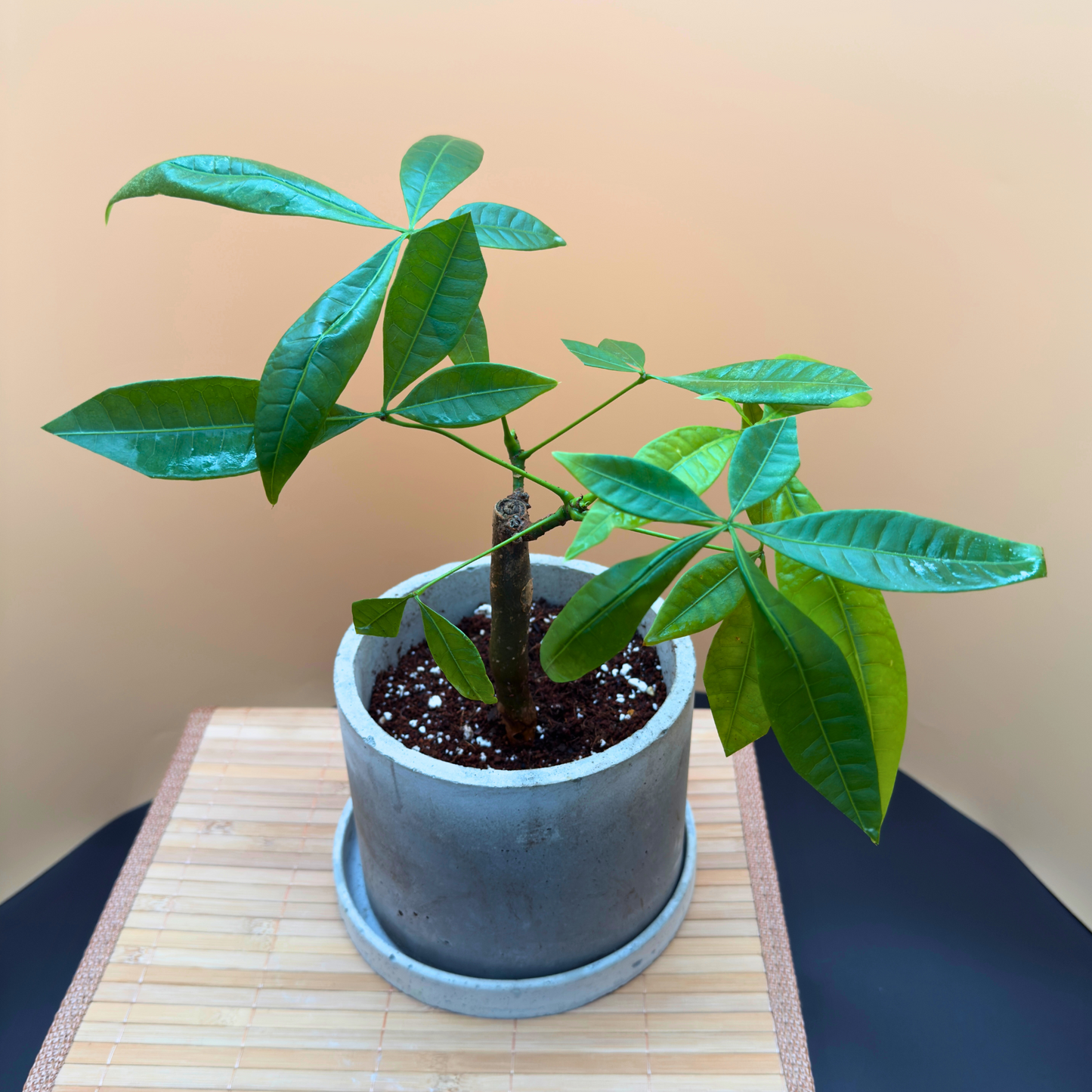 Money Tree (Pachira aquatica) – Easy-Care in 6” Charlie Pot Original