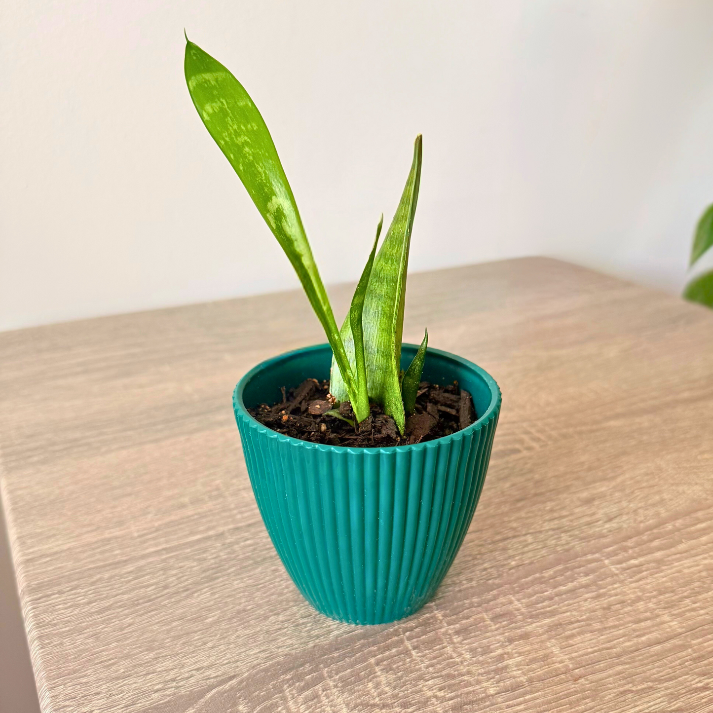 Snake Plant 'Mother in Law's Tongue' (Dracaena trifasciata)