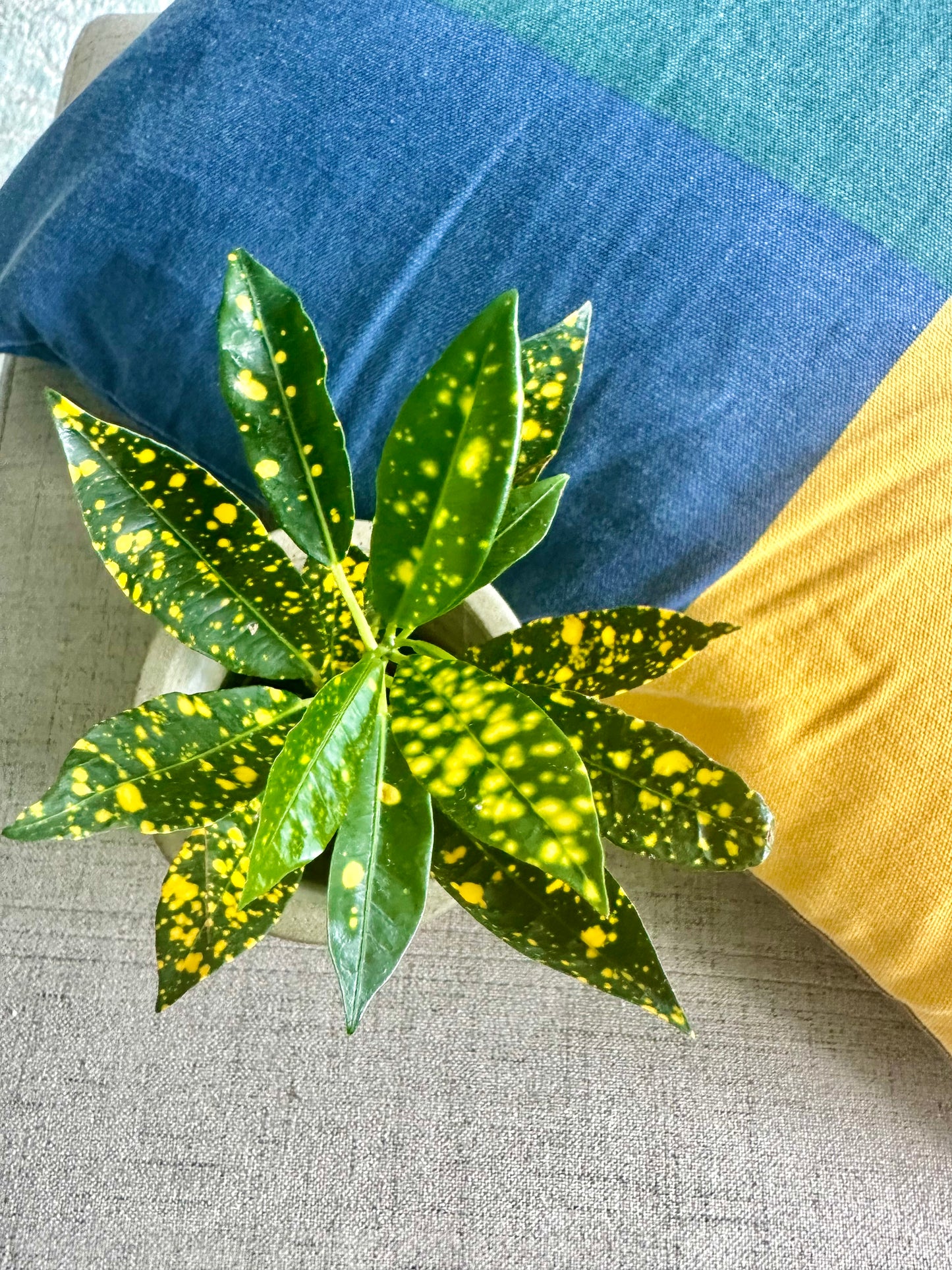 Croton Gold Dust / tamanho “Baby”