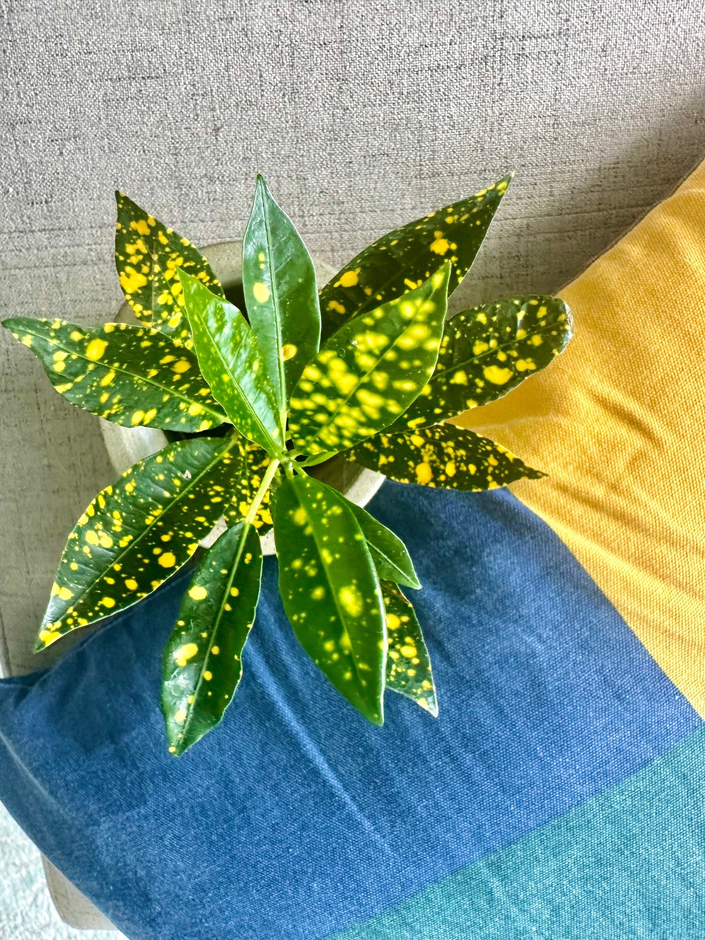 Croton Gold Dust / Tamaño “Baby”