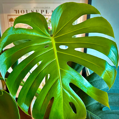 Monstera / “Daddy” size