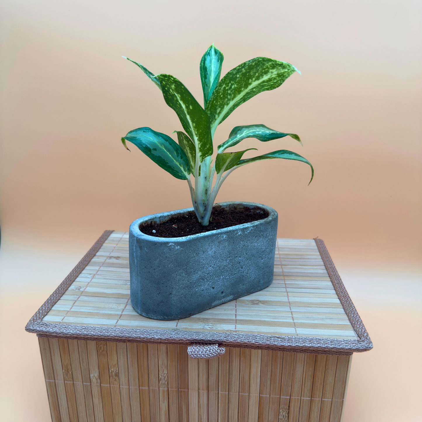 Dieffenbachia ‘Compacta’ – Easy-Care Indoor Plant in 4.5” Charlie Pot