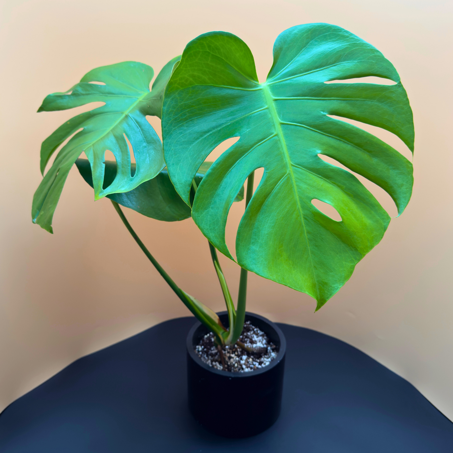 Monstera Deliciosa in 6” Charlie Pot (Midnight Black) – Iconic Indoor Plant