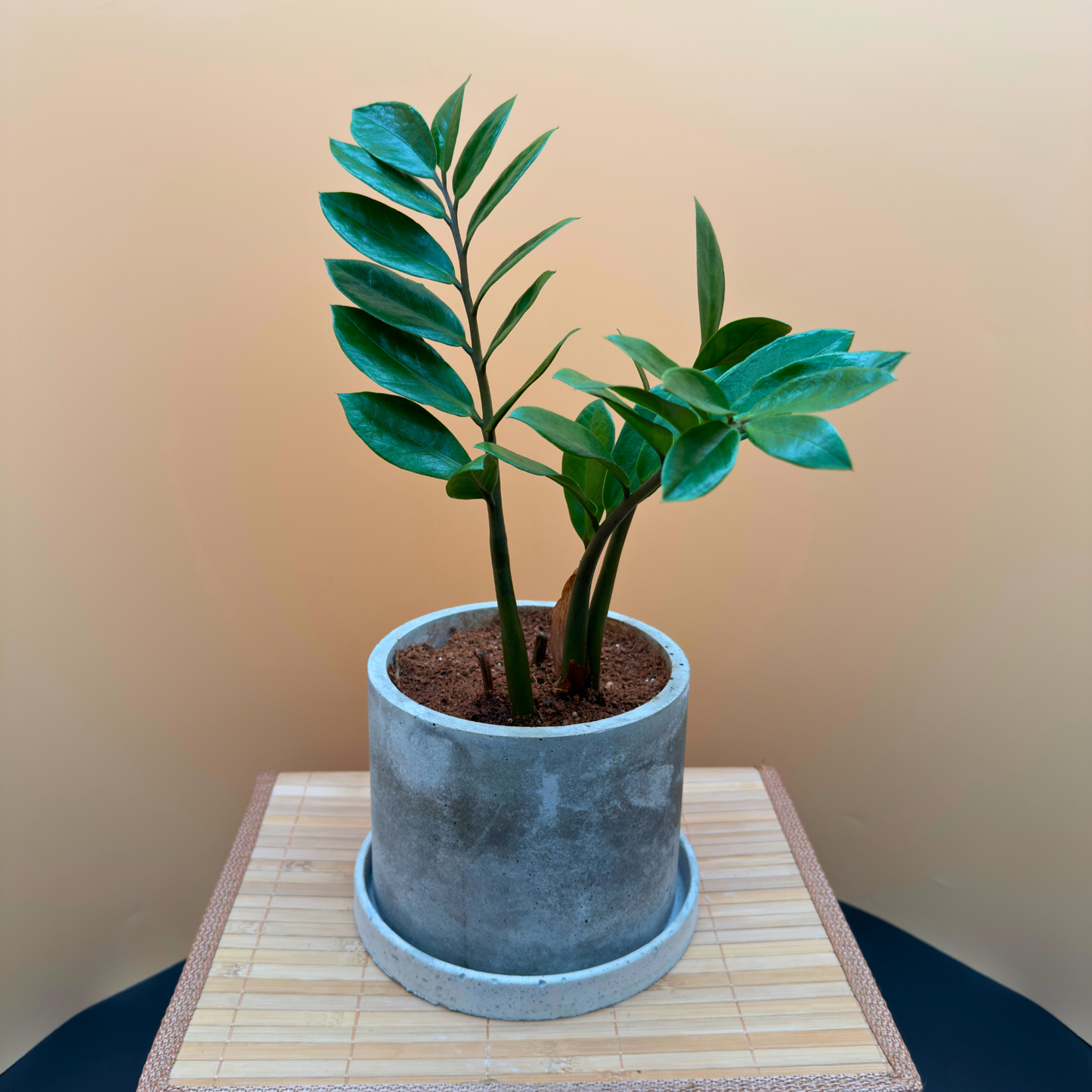 ZZ Plant in 6” Charlie Pot (Slate Gray) – Easy-Care Indoor Plant
