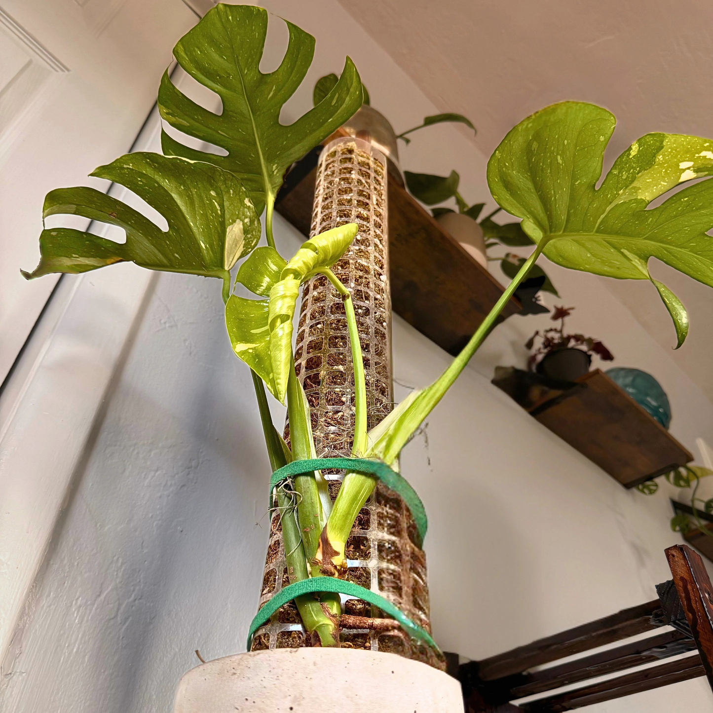 Monstera Thai Constellation – Rare Variegated Statement Plant in Charlie Pot with Grow Pole