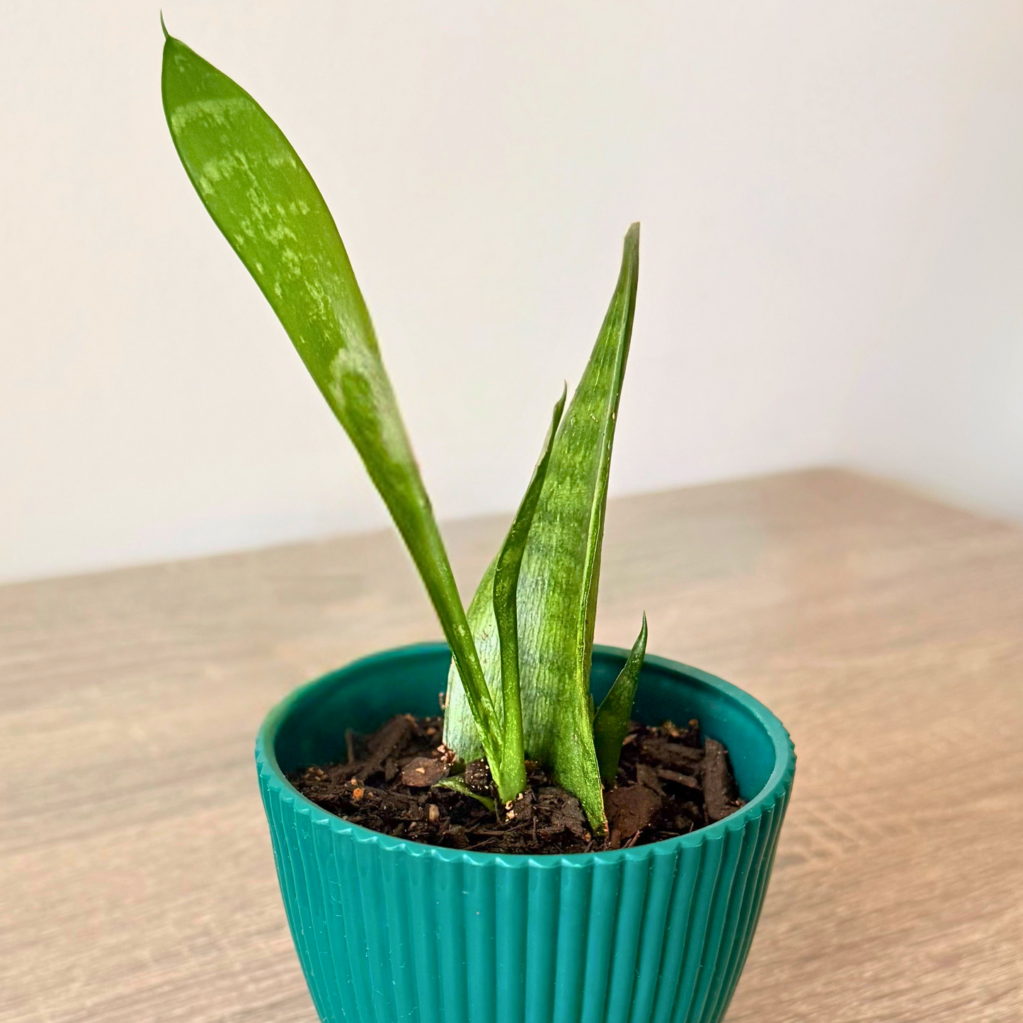 Snake Plant 'Mother in Law's Tongue' (Dracaena trifasciata)