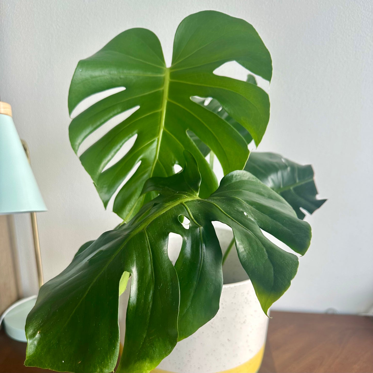 Tamanho Monstera / “papai”