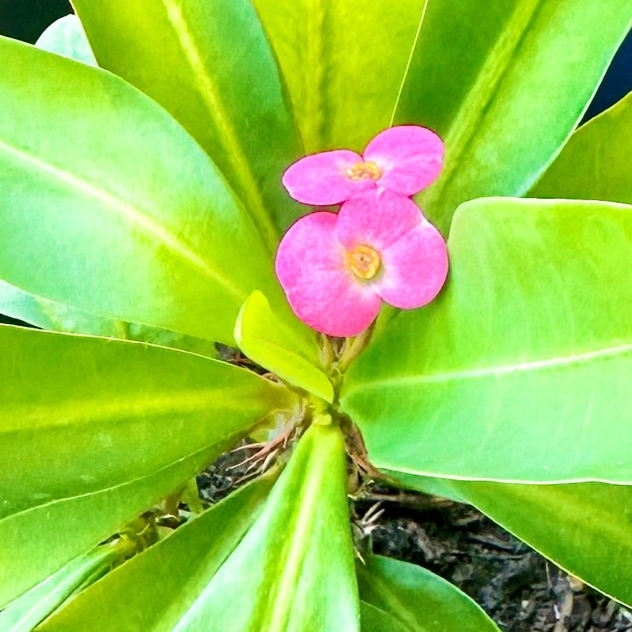 Corona de Espinas / Tamaño “Grower”