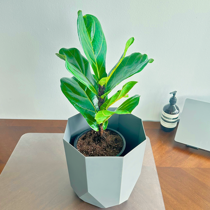 Fiddle Leaf Fig / tamanho “papai”