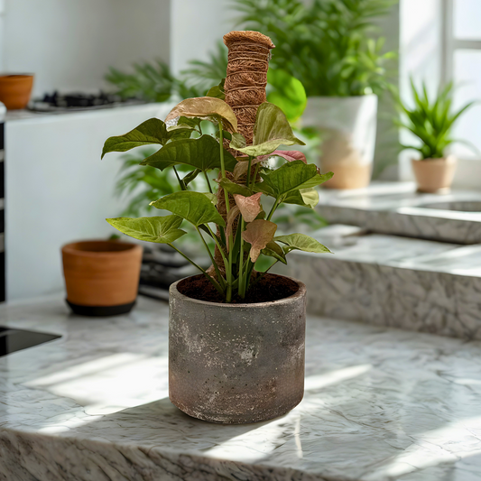 Syngonium Strawberry Cream – Elegant Climbing Aroid in Charlie Pot Original 6” Slate Gray