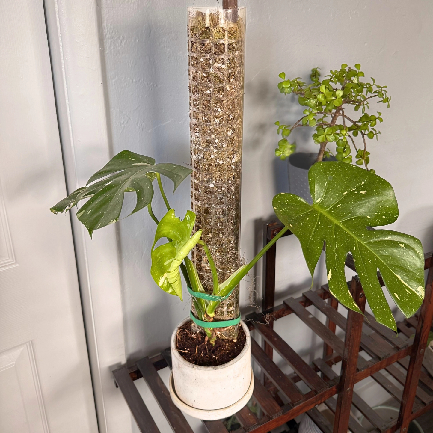 Monstera Thai Constellation – Rare Variegated Statement Plant in Charlie Pot with Grow Pole