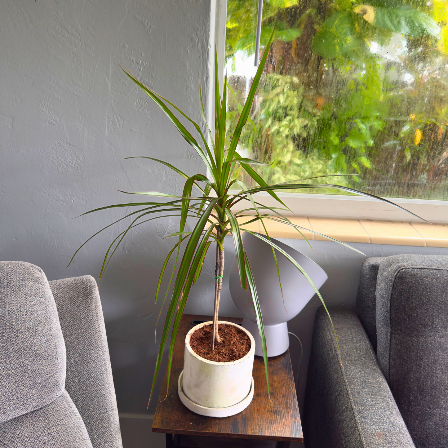 Dragon Tree ‘Magenta’ – Easy-Care Indoor Plant with Rose-Gold Foliage in 6” Charlie Pot Original, Soft Gray