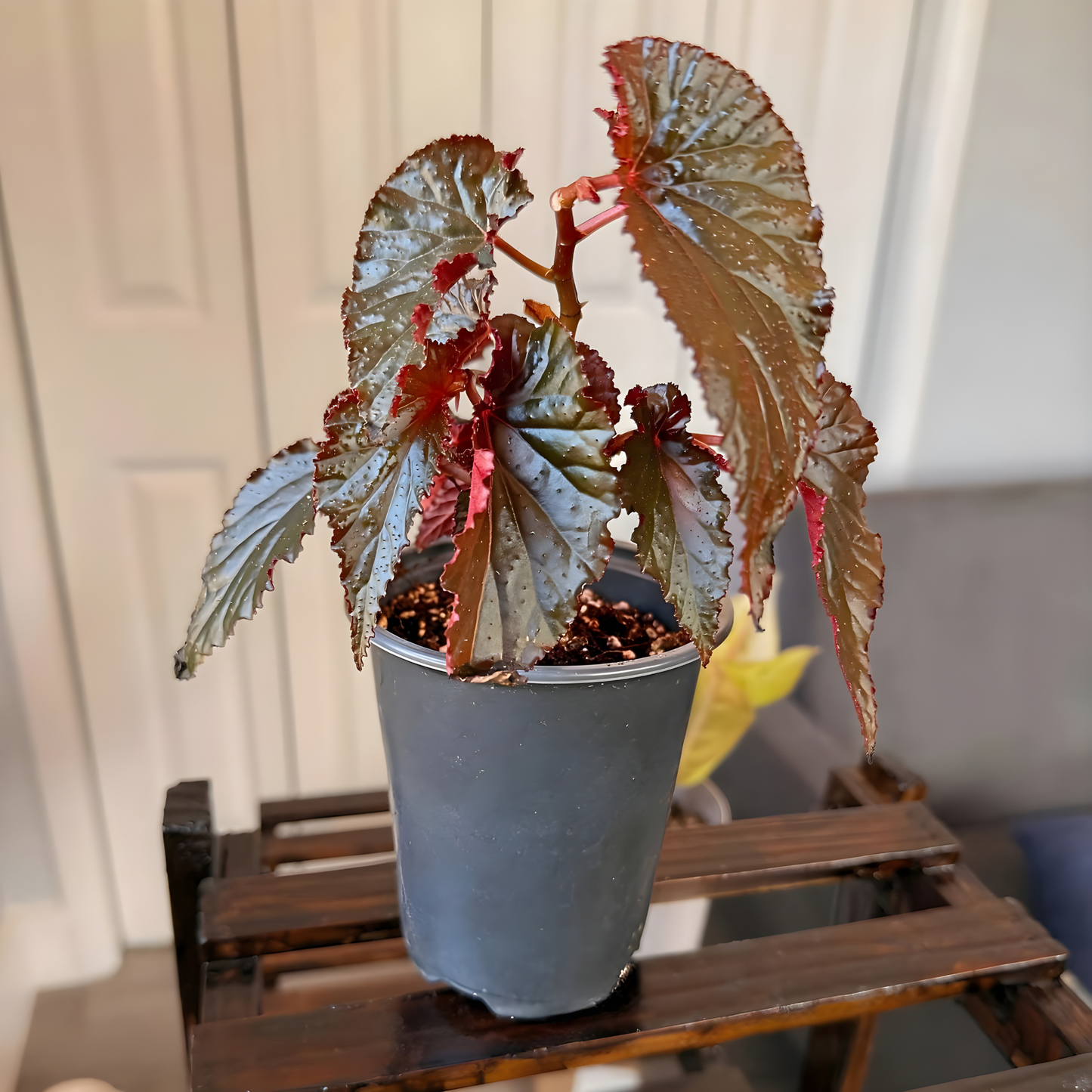 Red Angel Wing Begonia – Bold Foliage Begonia in Premium Pot Options