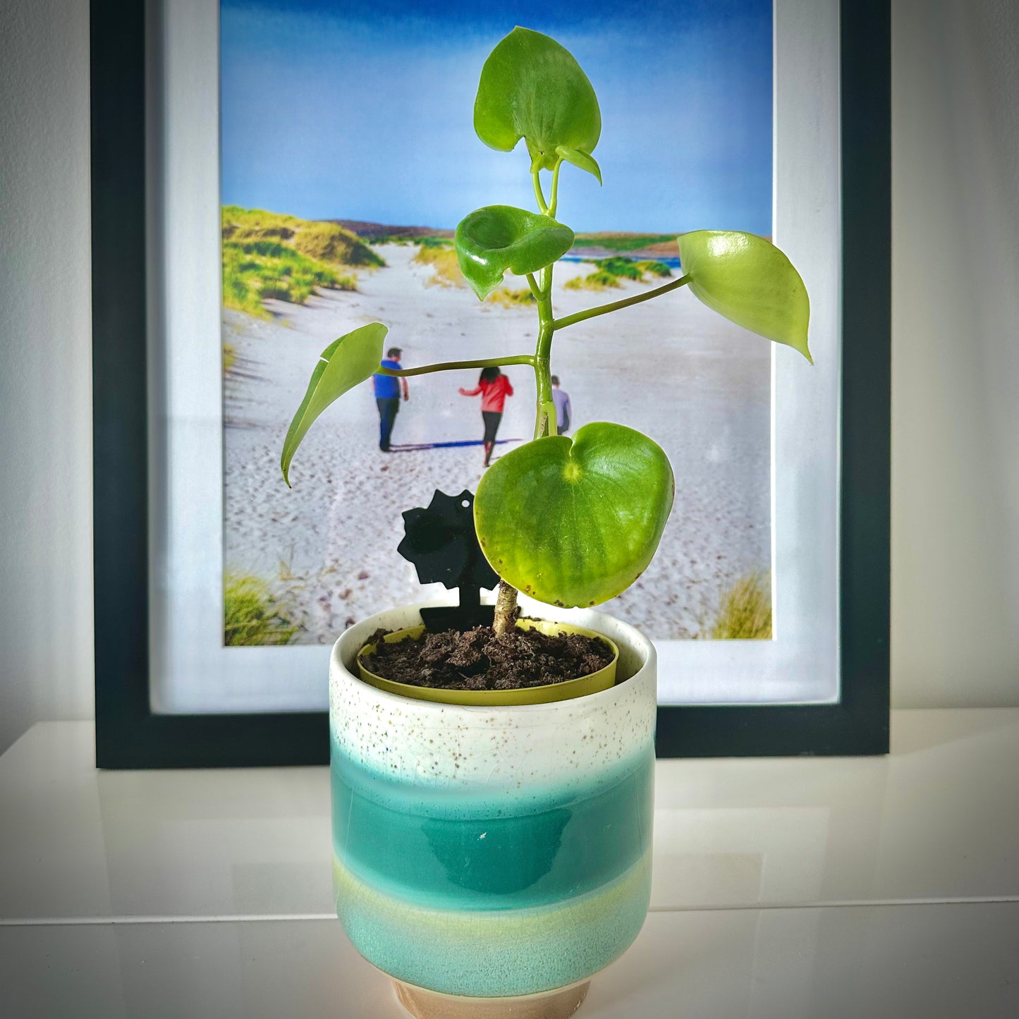 Raindrop Peperomia / tamanho “Grower”