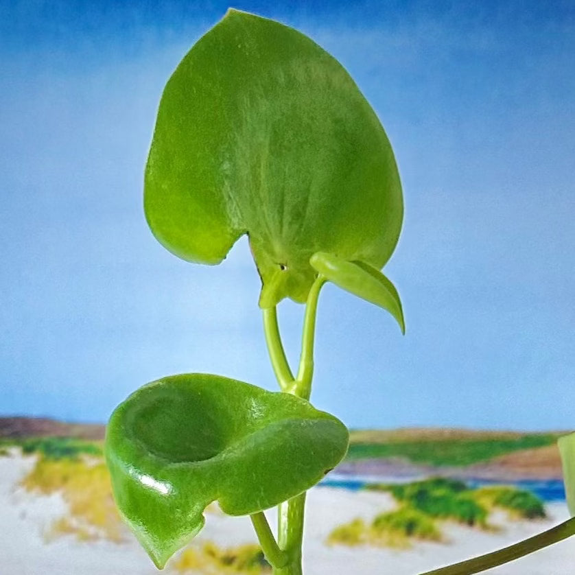 Raindrop Peperomia / tamanho “Grower”