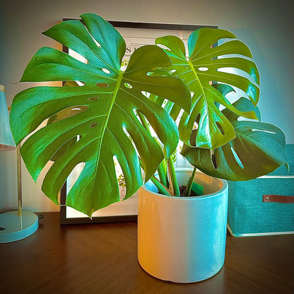 Monstera / “Daddy” size