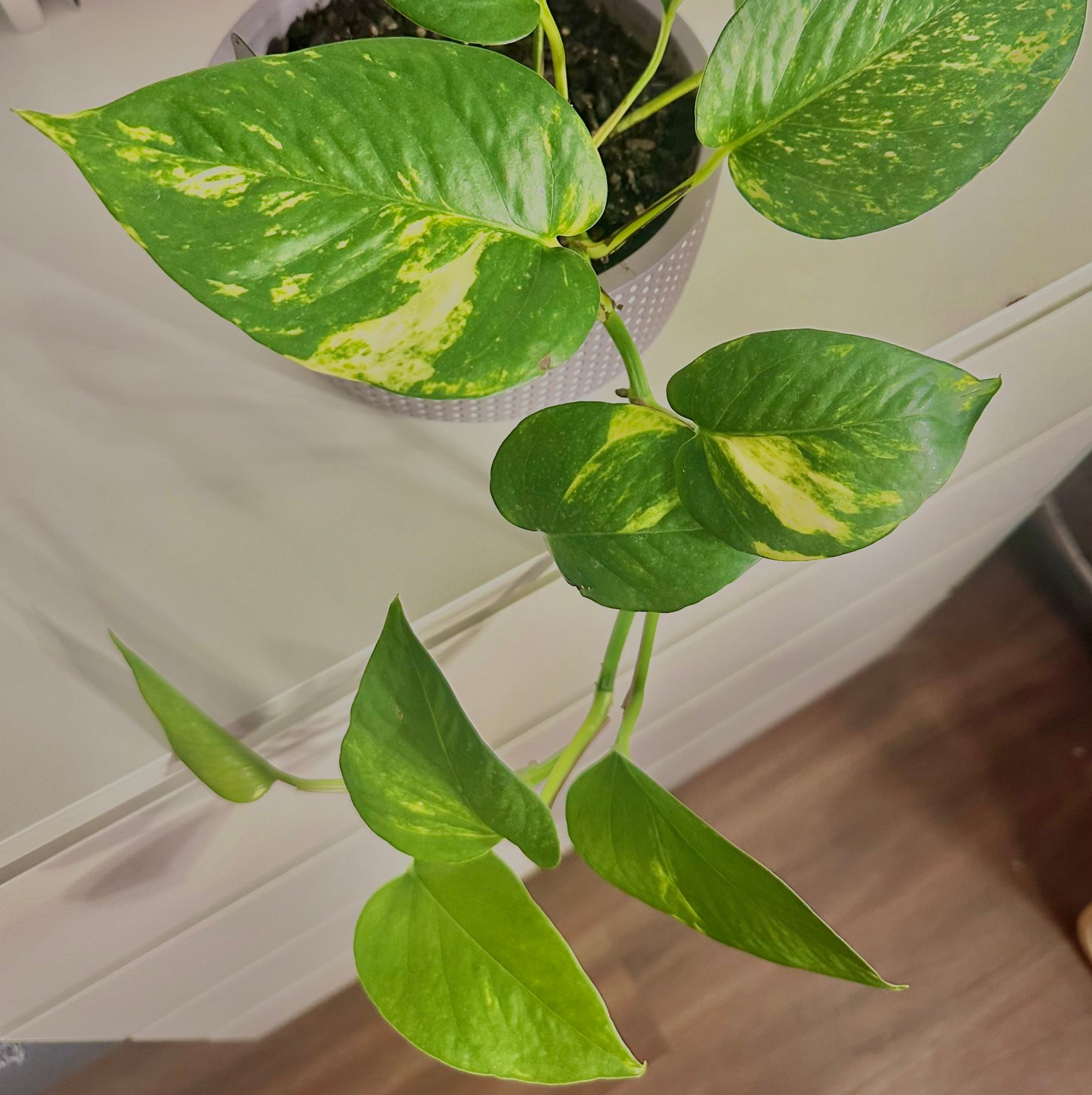 Golden Pothos / "Grower” with ceramic pot included!