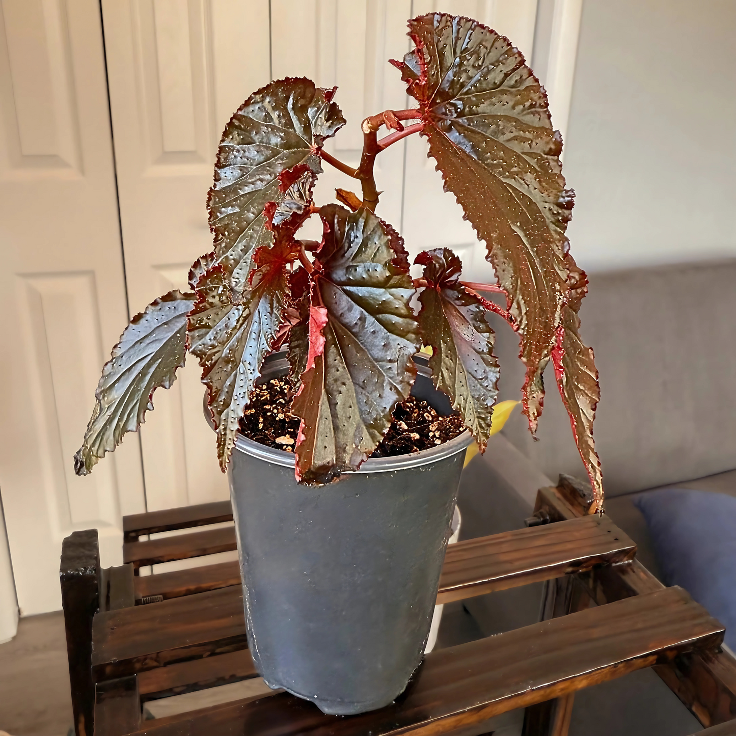 Red Angel Wing Begonia – Bold Foliage Begonia in Premium Pot Options