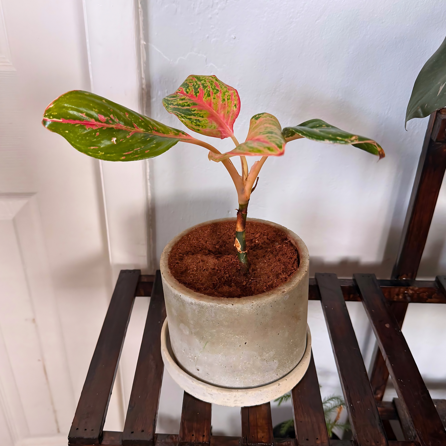 Aglaonema Sparkling Sarah – Colorful Speckled Pink & Green Plant in Charlie Pot Original 6" Soft Gray
