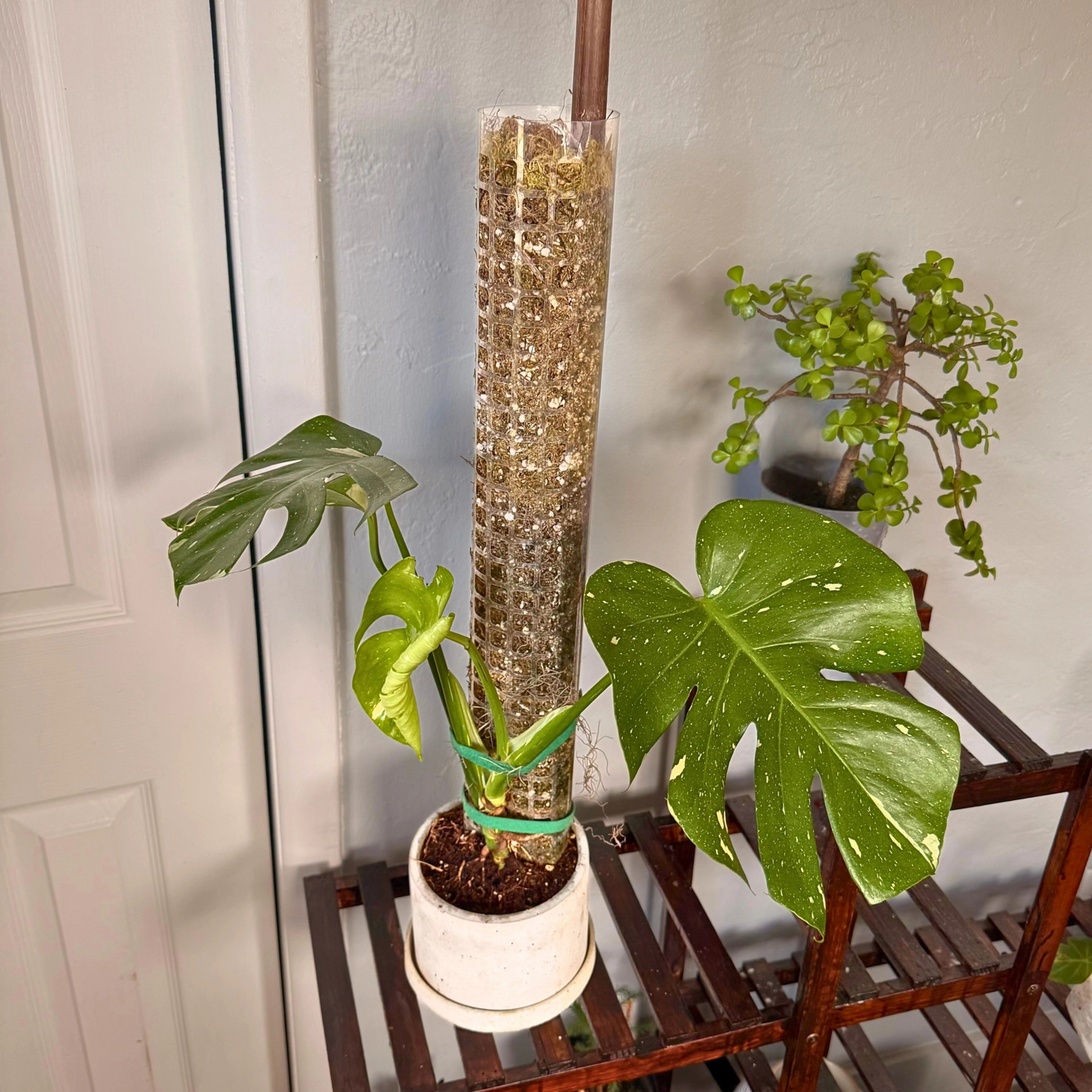 Monstera Thai Constellation – Rare Variegated Statement Plant in Charlie Pot with Grow Pole