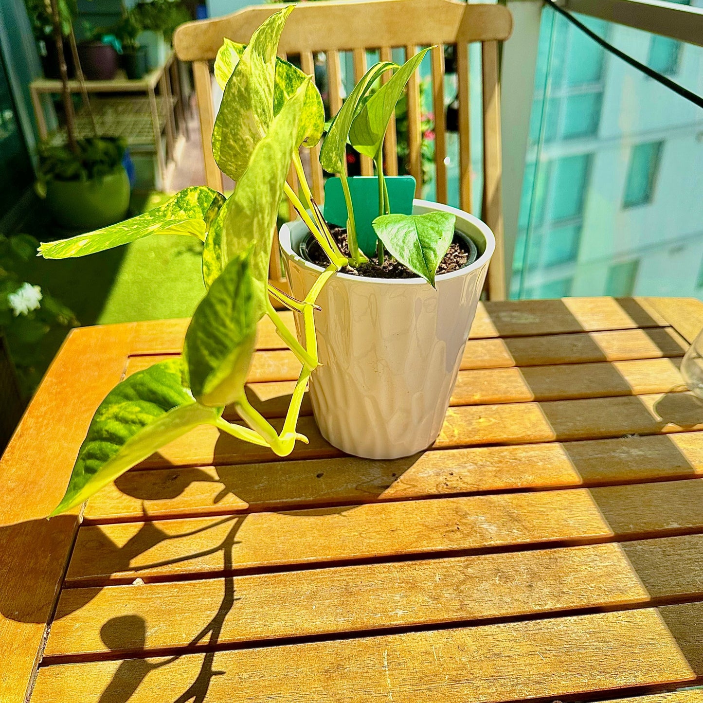 Pothos Dorados / Tamaño “Grower”