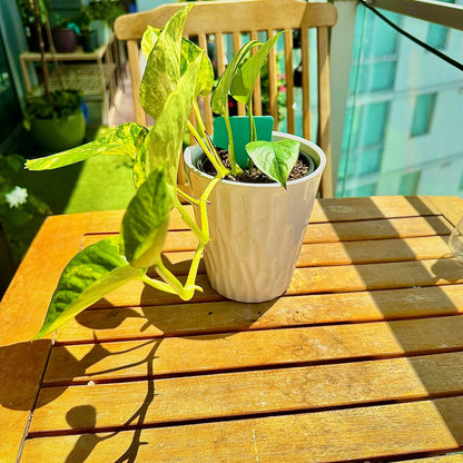 Golden Pothos / tamanho “Grower”