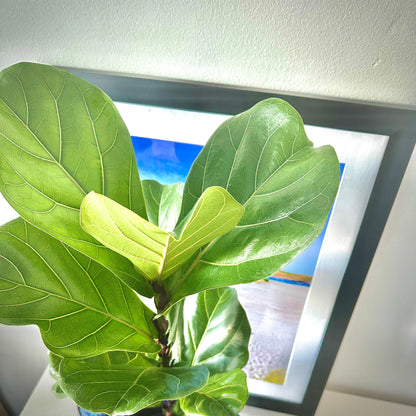 Fiddle Leaf Fig / “Daddy” size