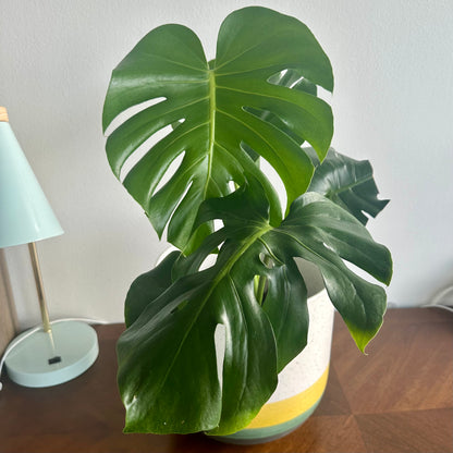 Tamanho Monstera / “papai”