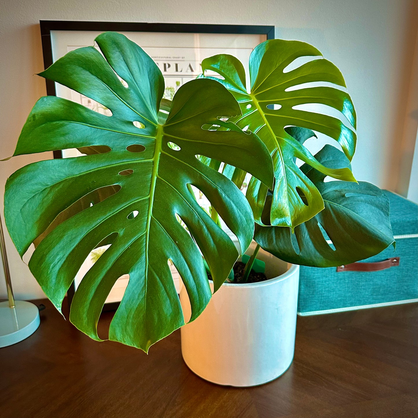 Monstera / “Daddy” size