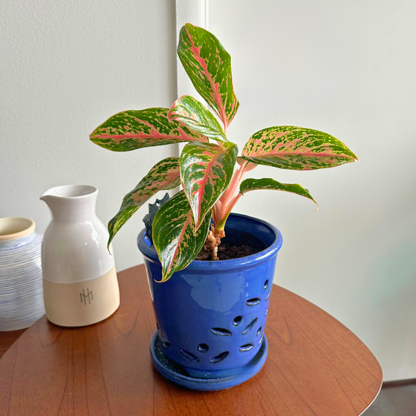 Aglaonema "Sparkling Sarah" / "Grower" size