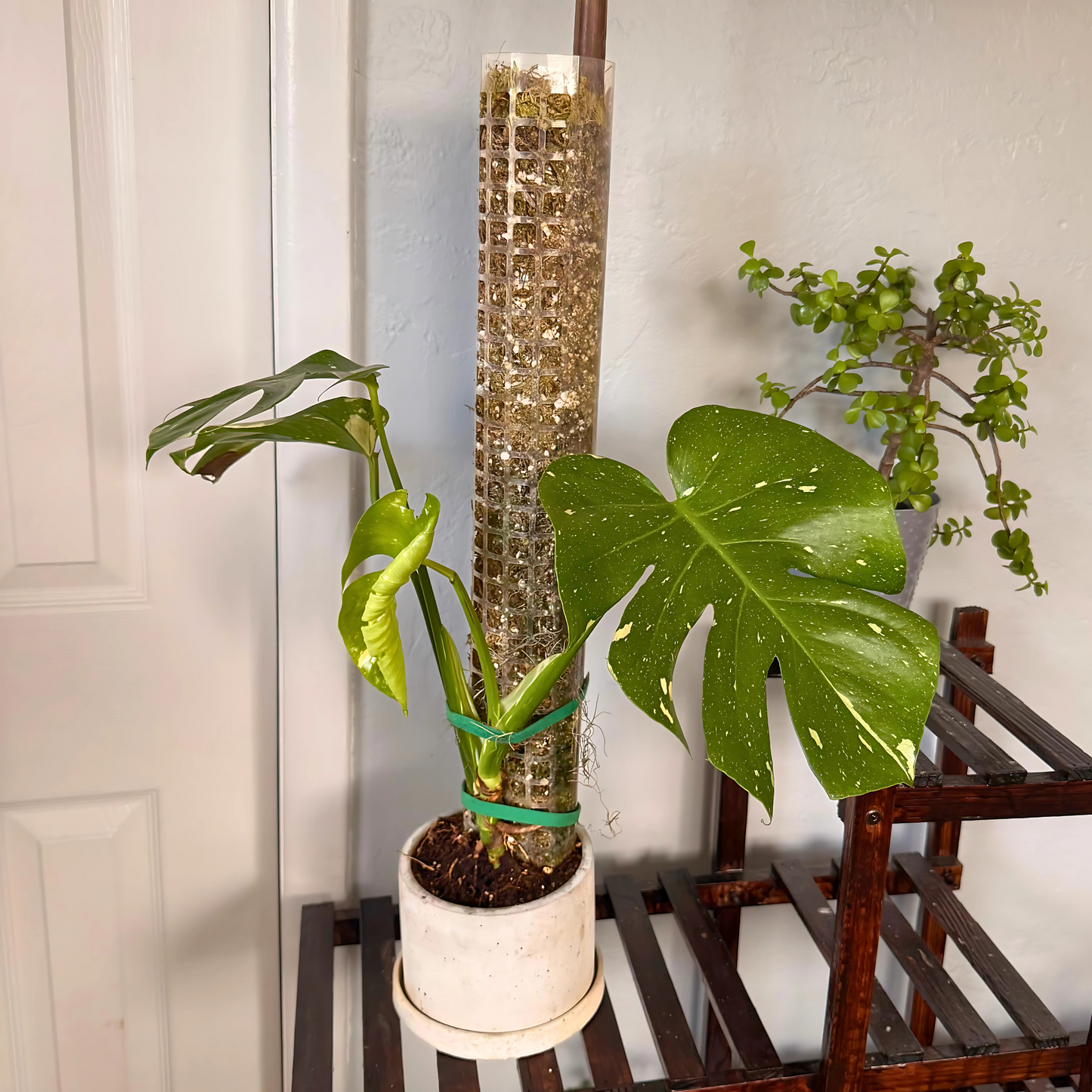 Monstera Thai Constellation – Rare Variegated Statement Plant in Charlie Pot with Grow Pole