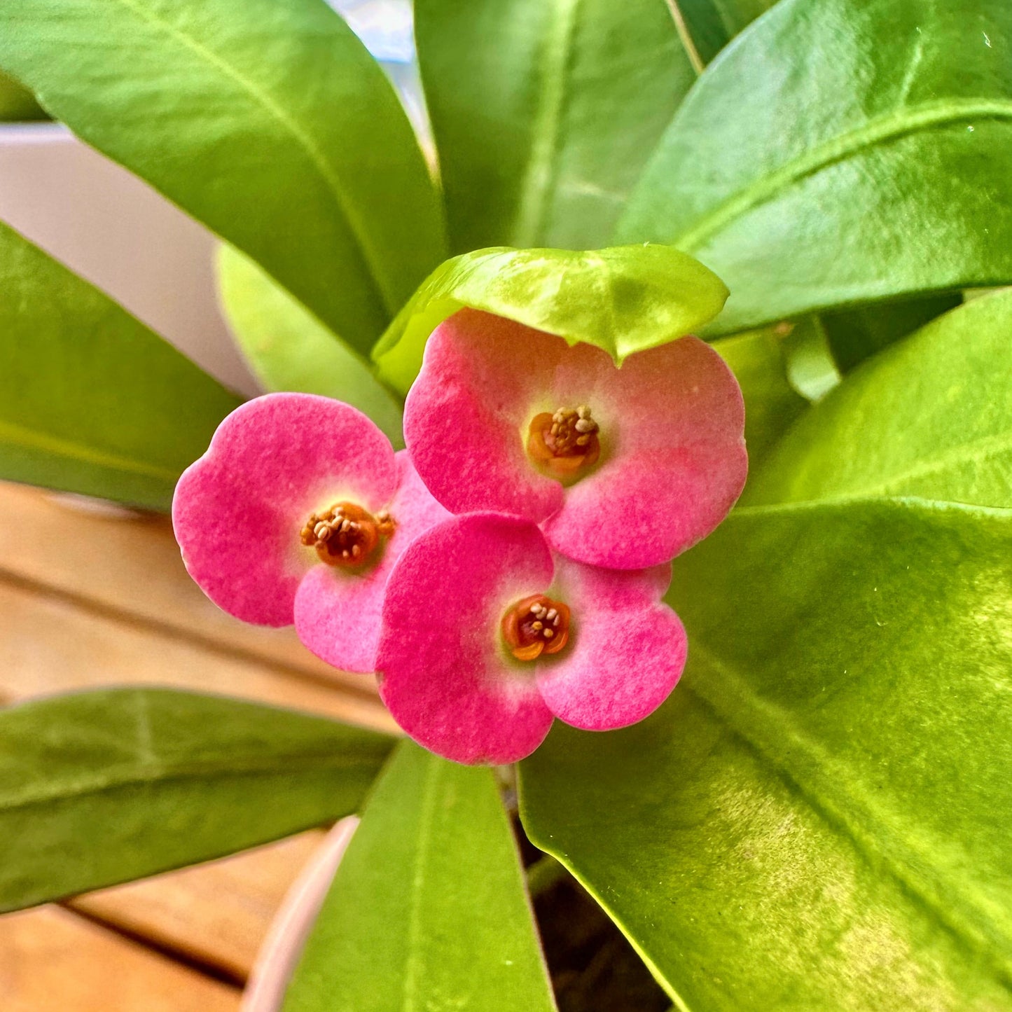 Corona de Espinas / Tamaño “Grower”