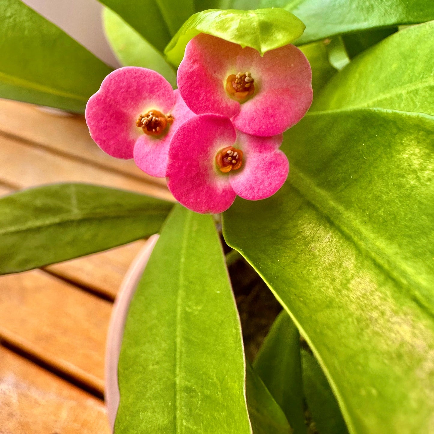 Coroa de espinhos / tamanho “Grower”